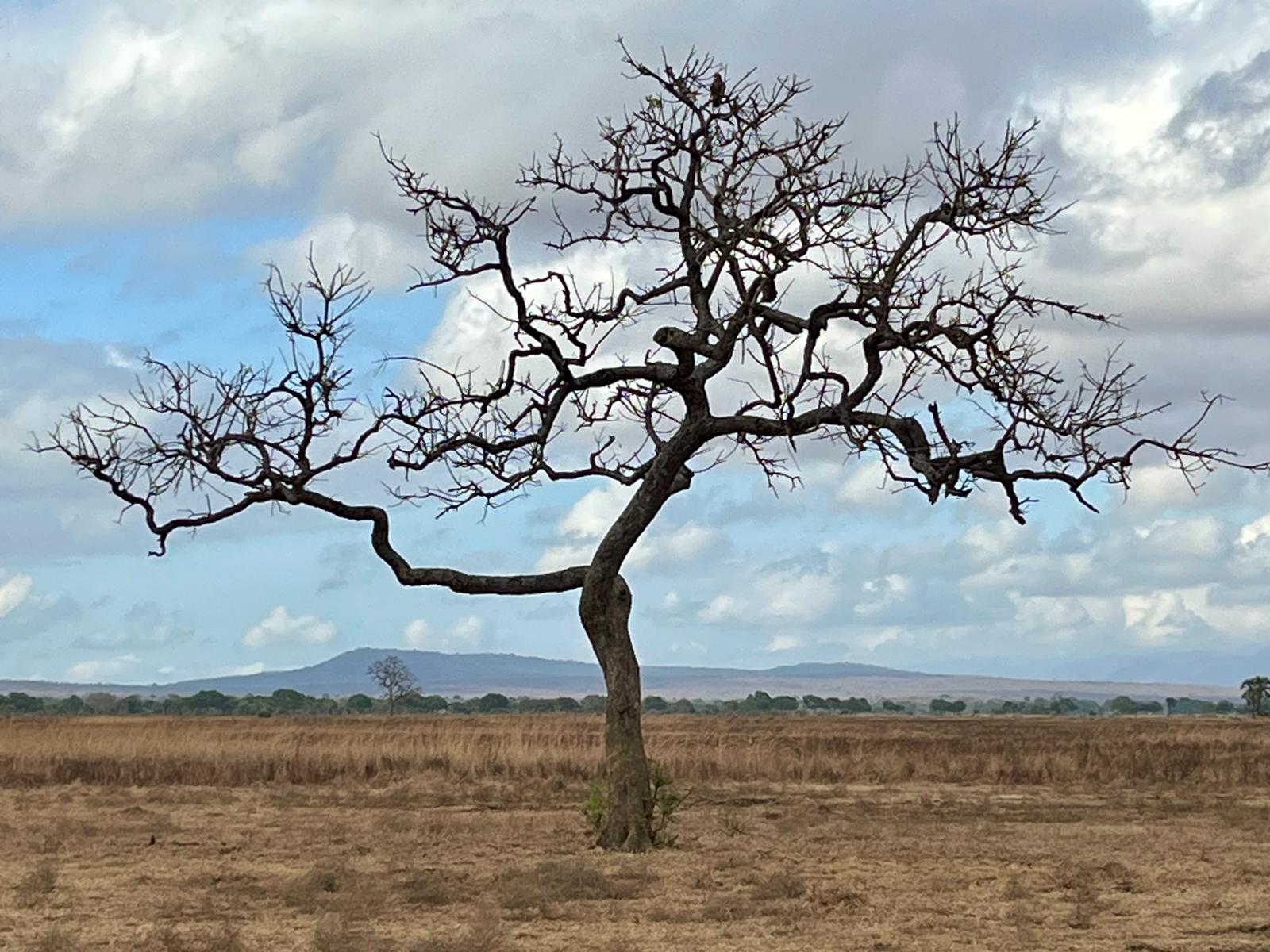 5-Day Midrange Safari to Mikumi & Nyerere National Park