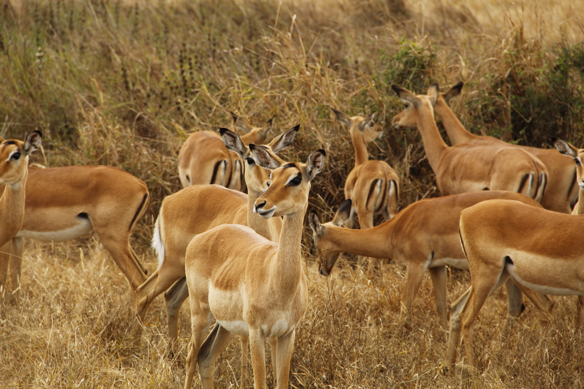 2 Days Mikumi and Bagamoyo Historical Sites