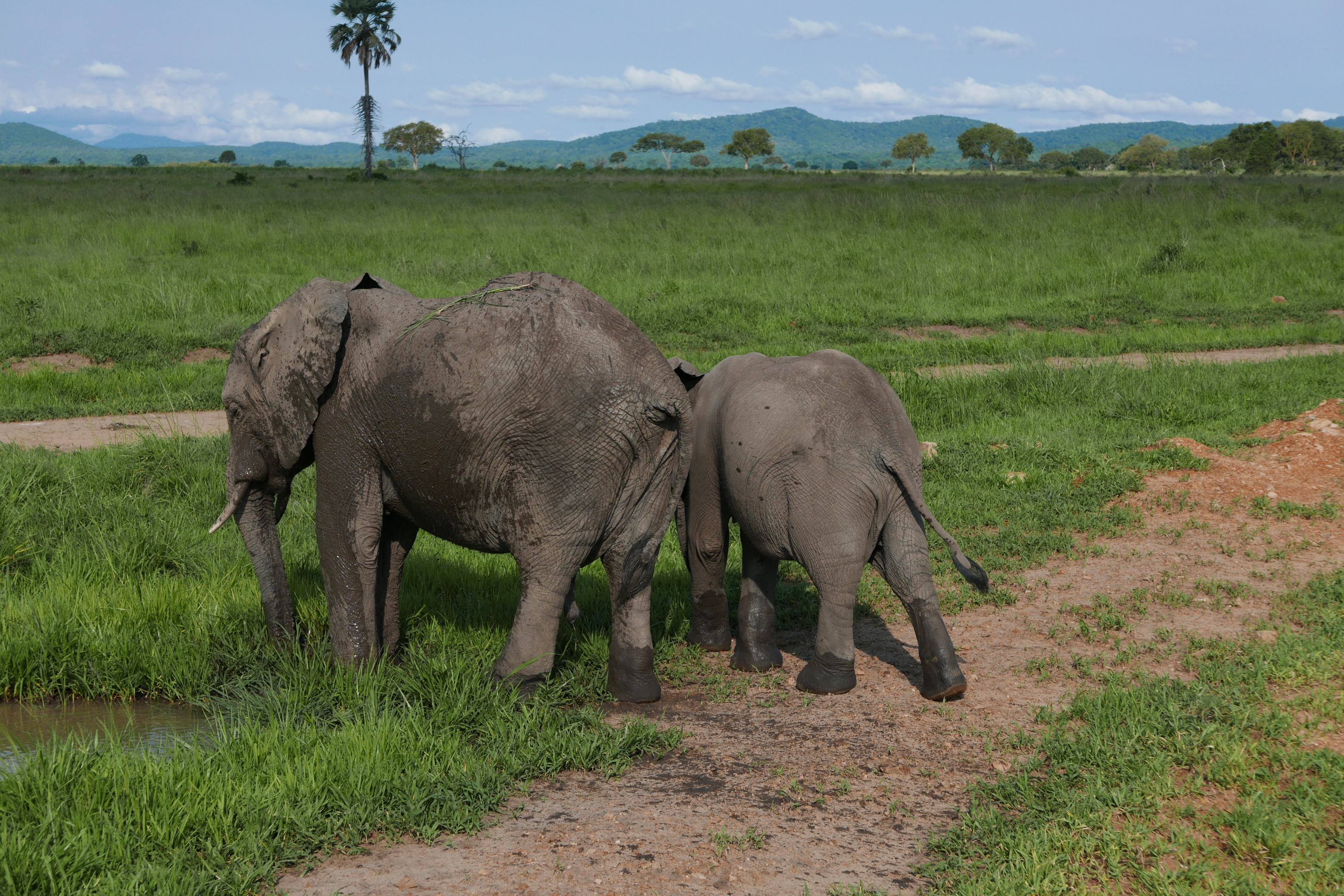4 Days Safari to Nyerere and Mikumi National Park
