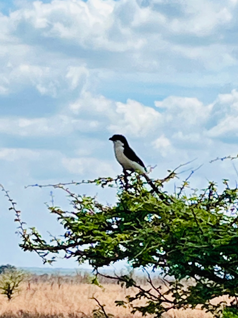 6 Days Bagamoyo, Saadani & Pangani Safari & Beach Experience