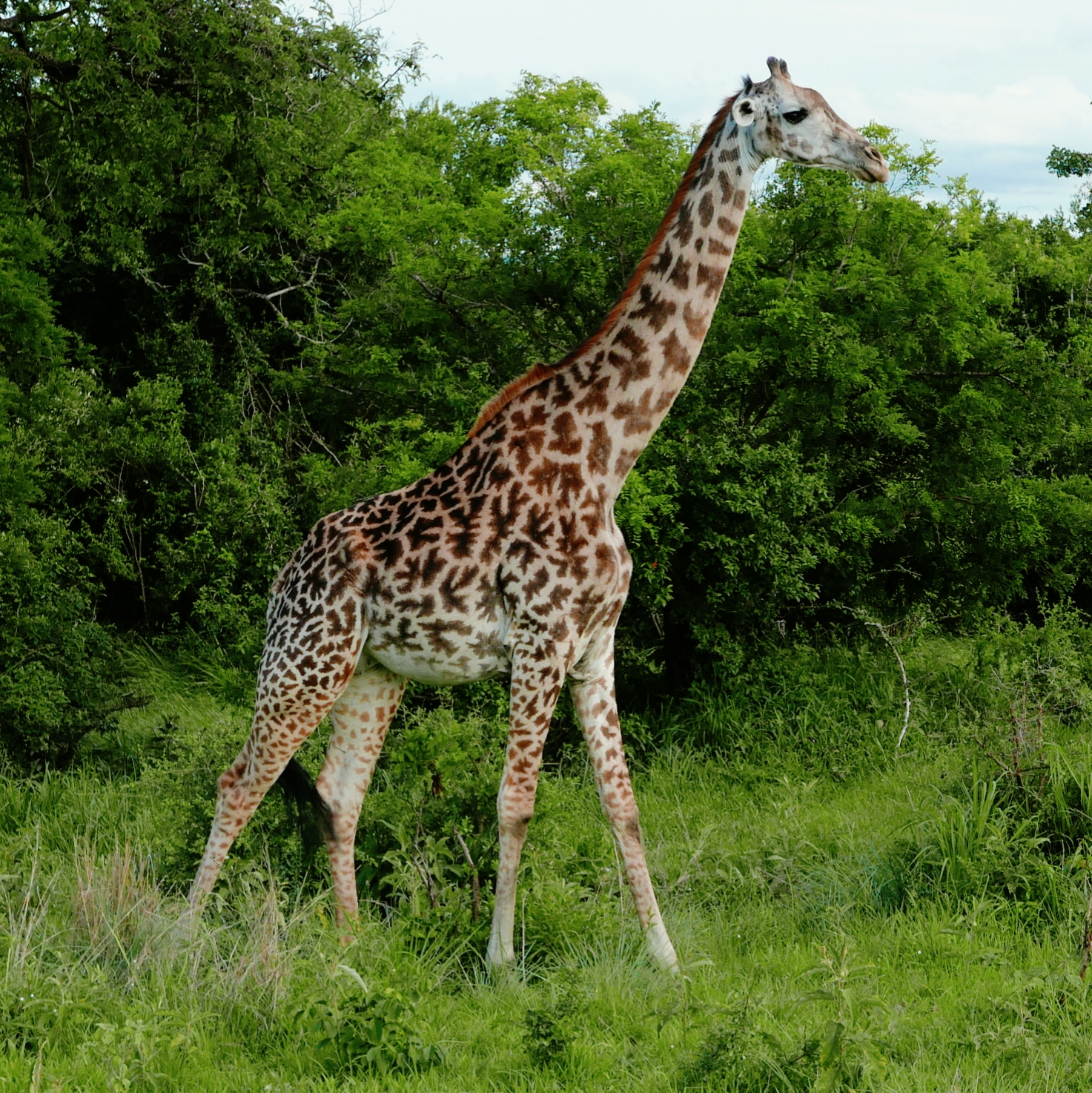 11-Day Amazing Saadani, East Usambara & Pangani Beach Safari