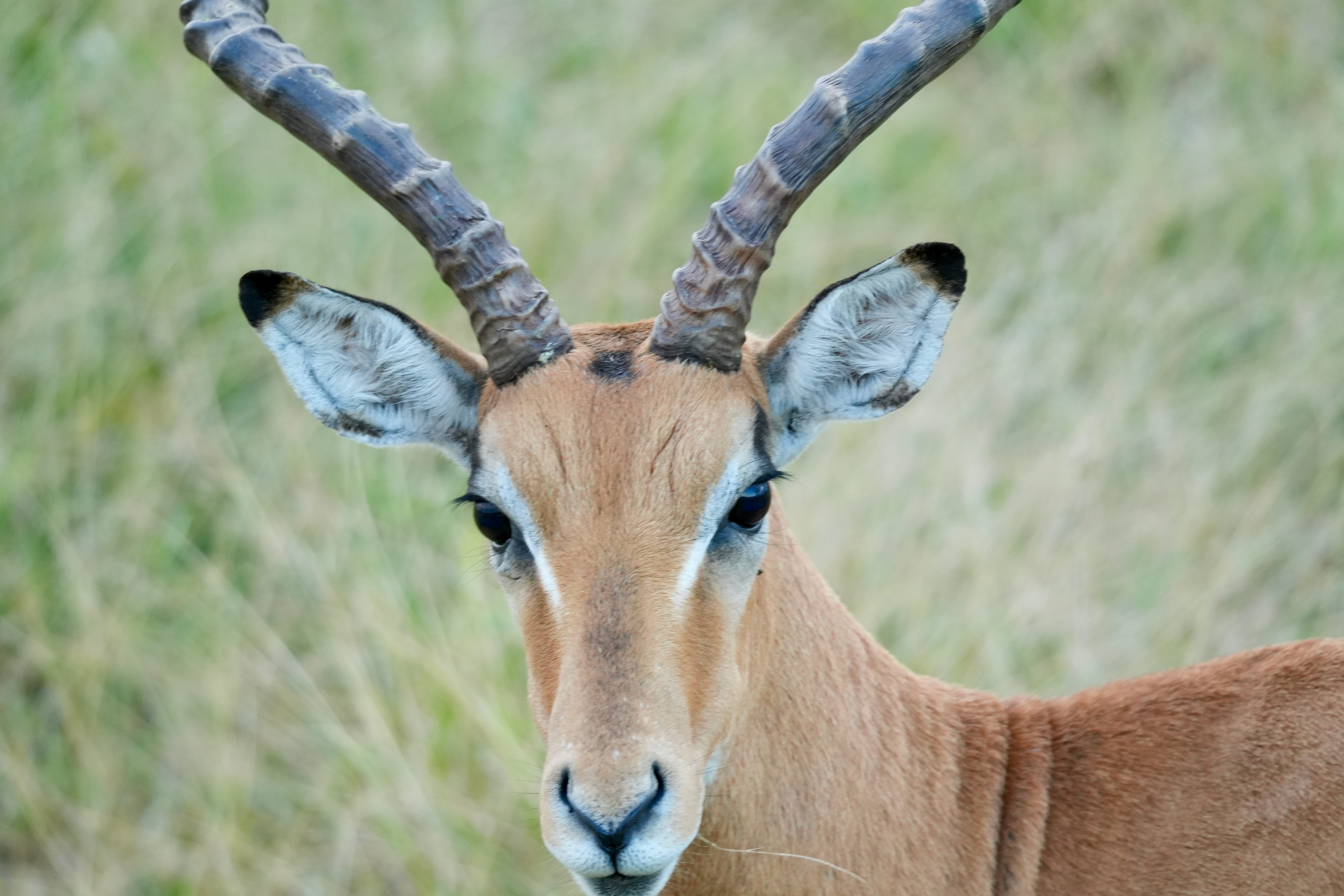 2 days 1night beach and safari experience ( bongoyo island & Mikumi national park)